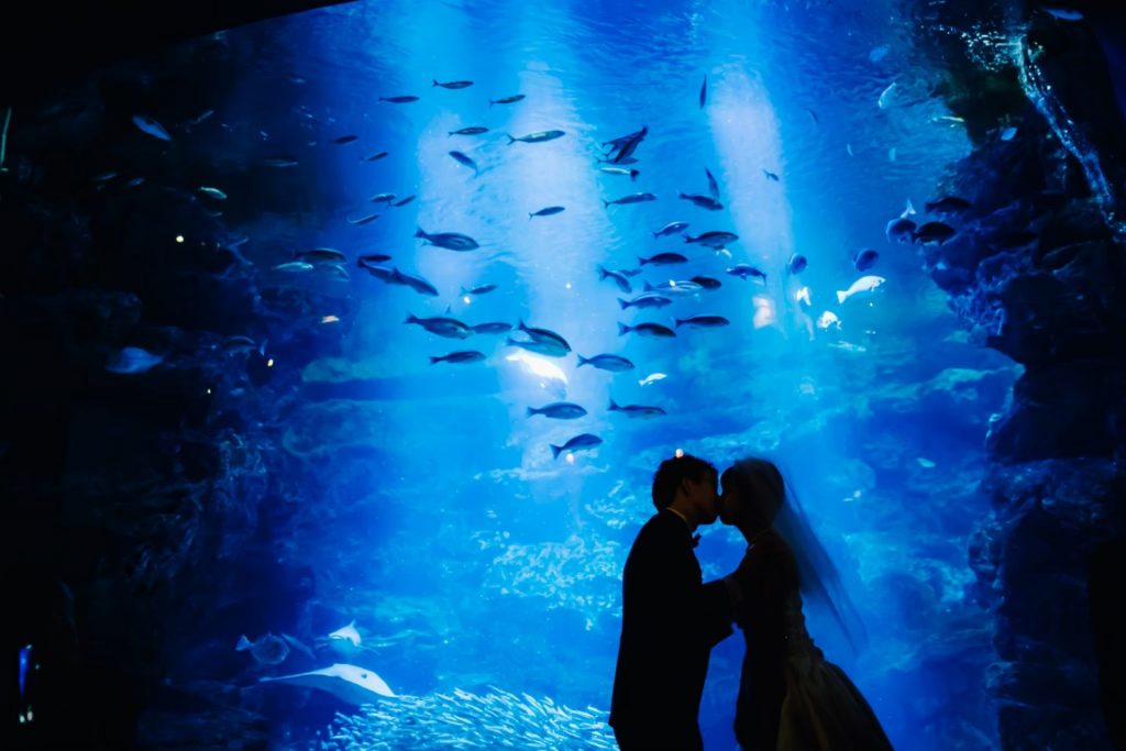 Secret Aquarium Case Inspiration Crazy Wedding Crazy Inc